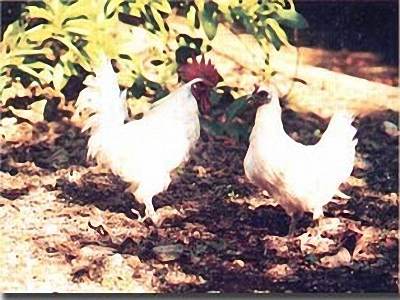 TP.HCM: Thụ tinh nhân tạo cho ...gà ác